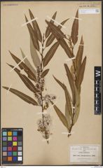 Foto von Salix bonplandiana Kunth